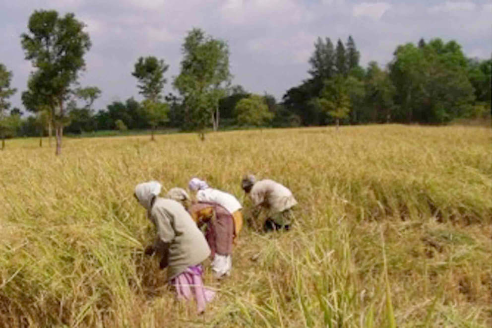 1 Harvesting at Annapurna Farm