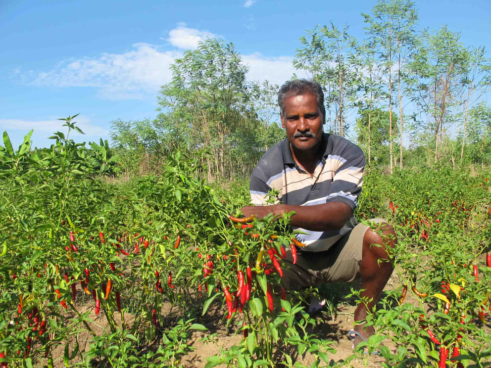 Murthy with Ayarpadi's red pepper harvest