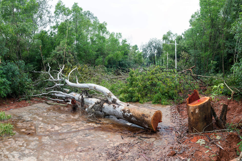 Felled Service Trees on a section of the recently completed Crown Road