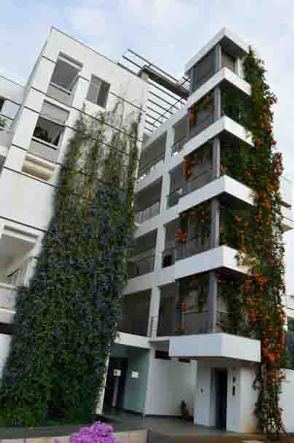2 'Supramental rain' (Pyrostegia venustai grows on the balconies of Citadines