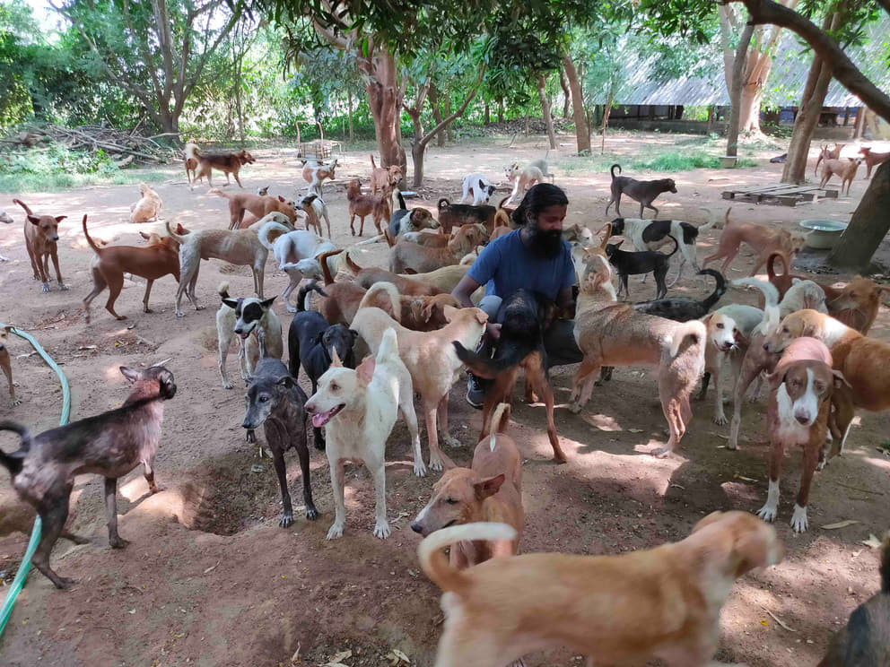 1 Kannan surrounded by some of the 150 dogs at the Integrated Animal Care Centre