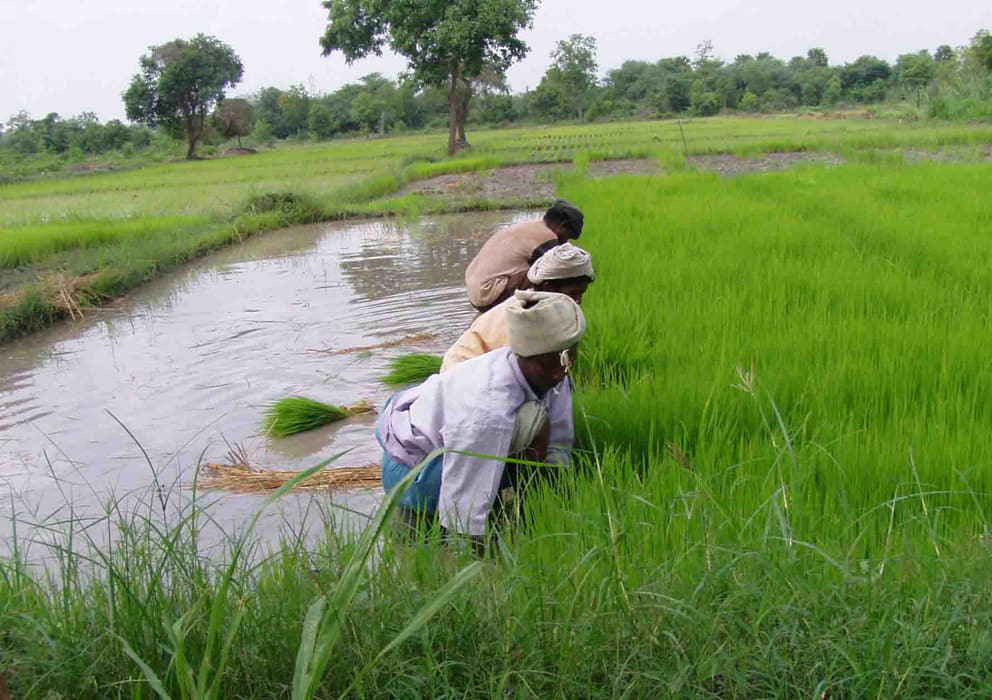 1 Taking out paddy seedlings at Annapurna
