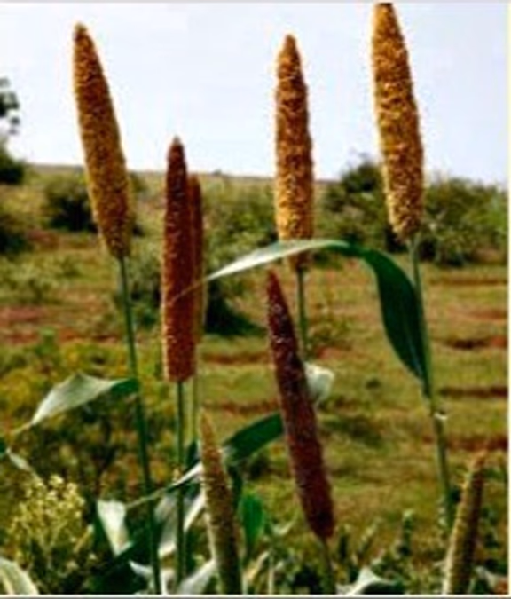 Kambu (pearl millet)