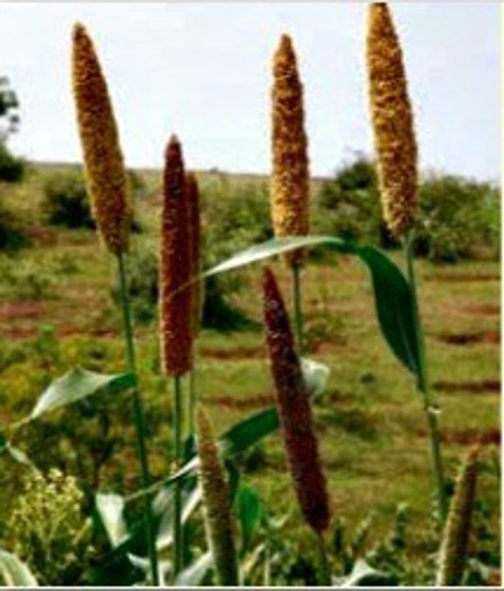 Kambu (pearl millet)