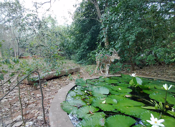 A deer in the Greenbelt in Auroville