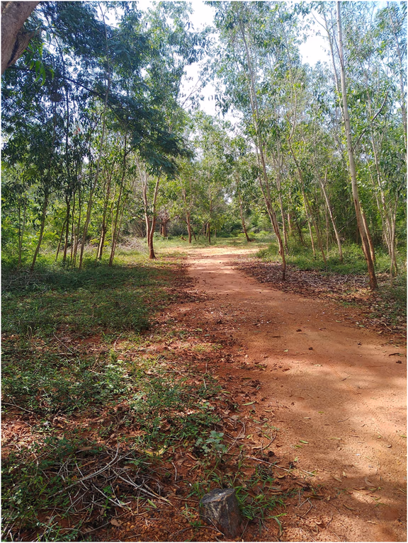 New land in Mahalakshmi Park
