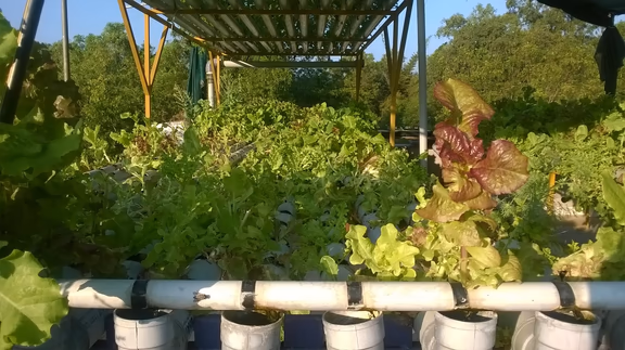 Rooftop hydroponics at Akash and Monica’s