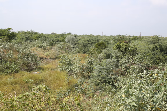 The Karuvadikuppam dump site in 2011