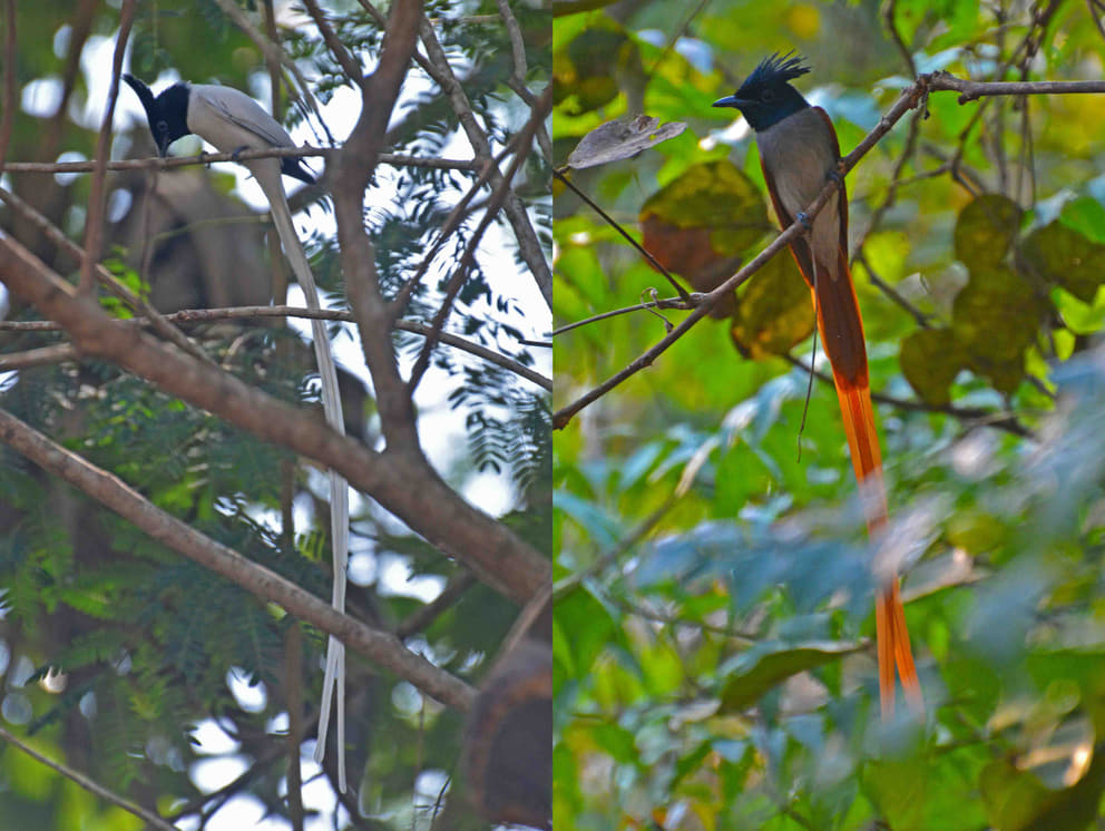 Asian Paradise-flycatcher