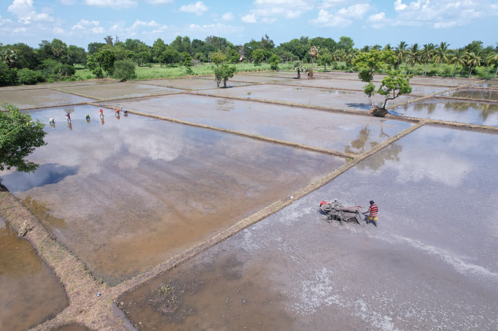 Rice field preparation and transplanting in Annapurna