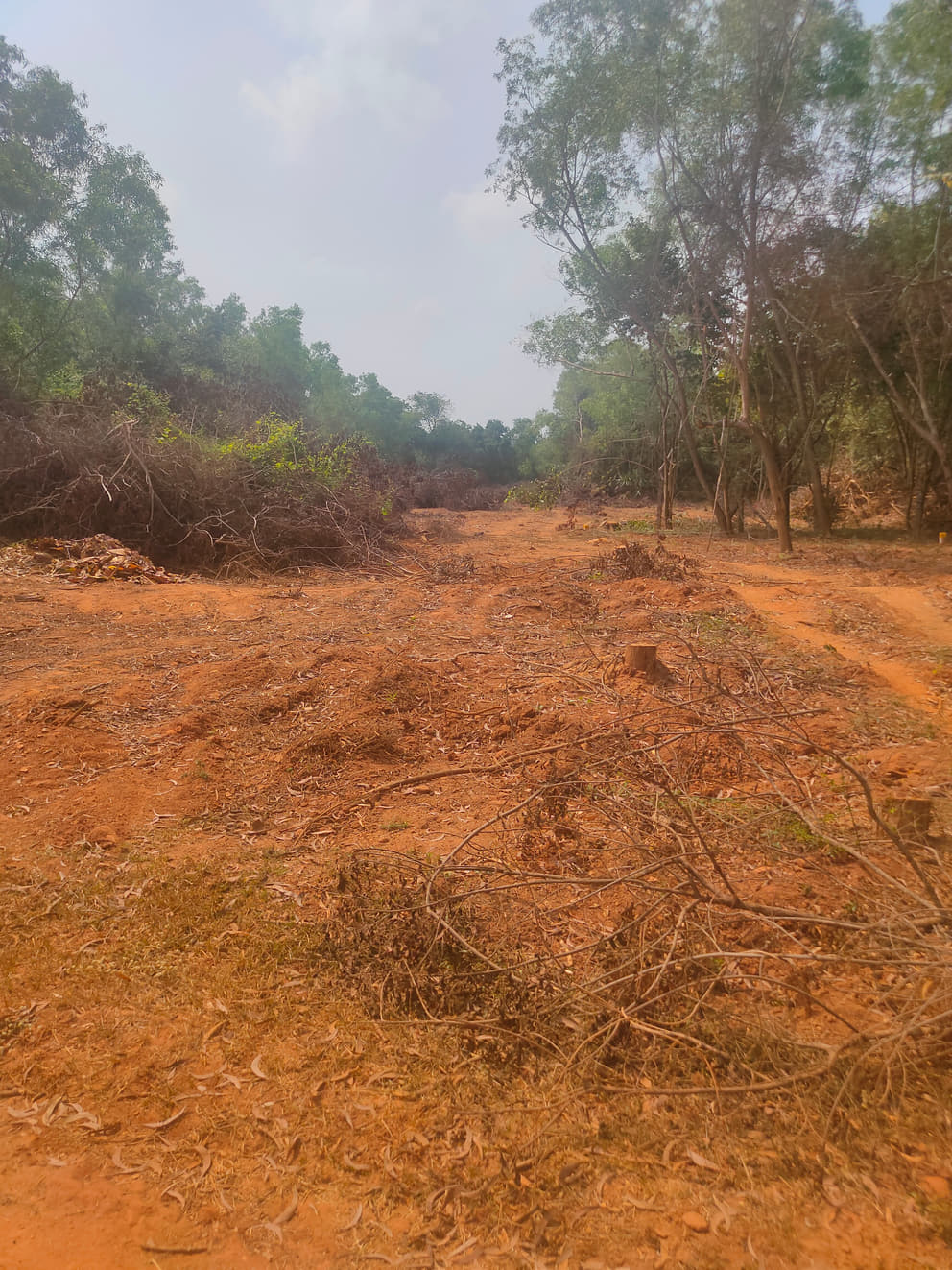 One of the cleared forested areas opposite Samasti community