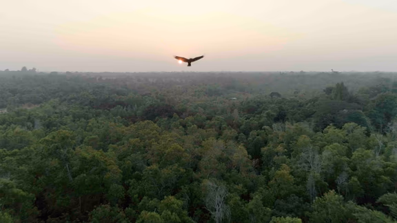 A still from the film: a klte flies over the dense Auroville forests