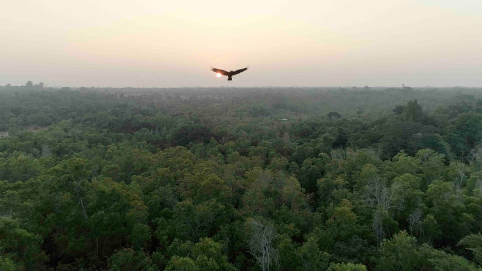 A still from the film: a klte flies over the dense Auroville forests
