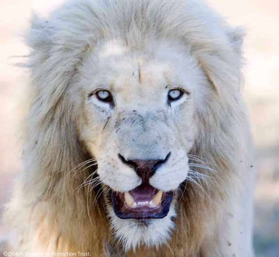 White Lion