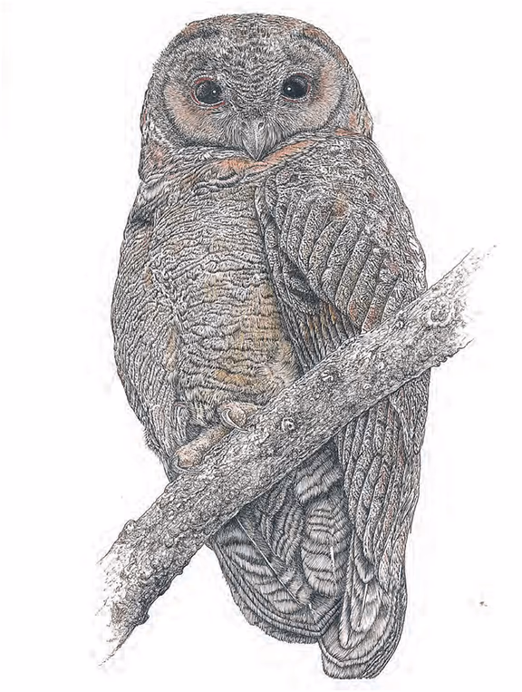 Mottled owl drawing by Eric