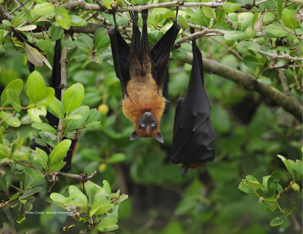 Flying Foxes roosting in Silence Forest