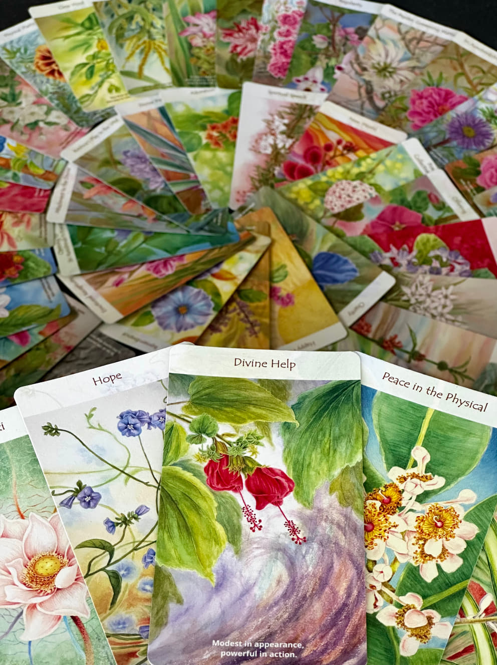 BloomO! cards