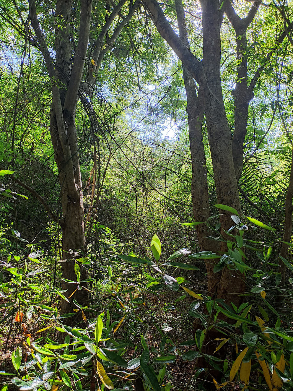 Forest ambience