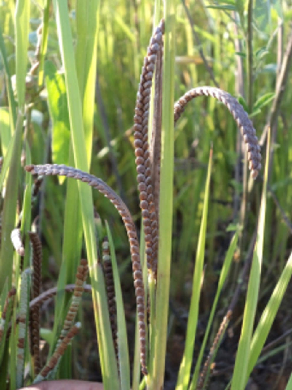 3 Varagu aka Kodo Millet (Paspalum scorbiculatum)
