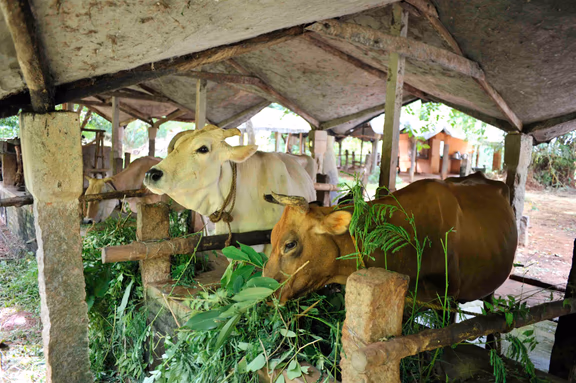 3 Dairy at AuroGreen
