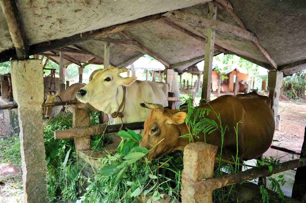 3 Dairy at AuroGreen