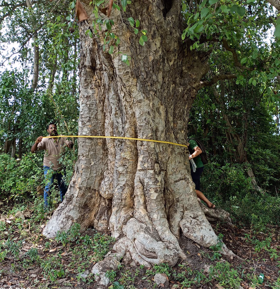 Mitragyna parvifolia